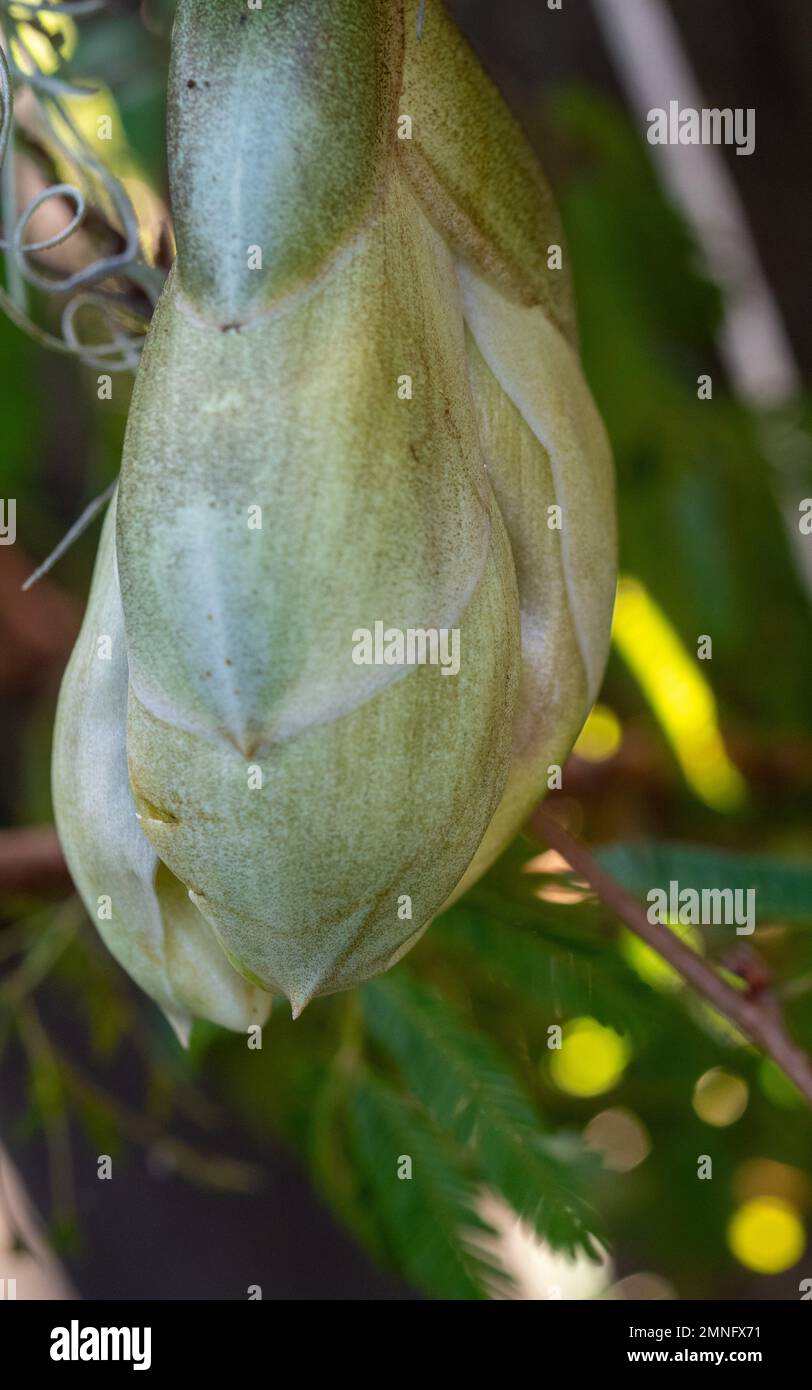 Upsidedown Orchid flower, Stanhopea Nigroviolacea, waiting the bloom