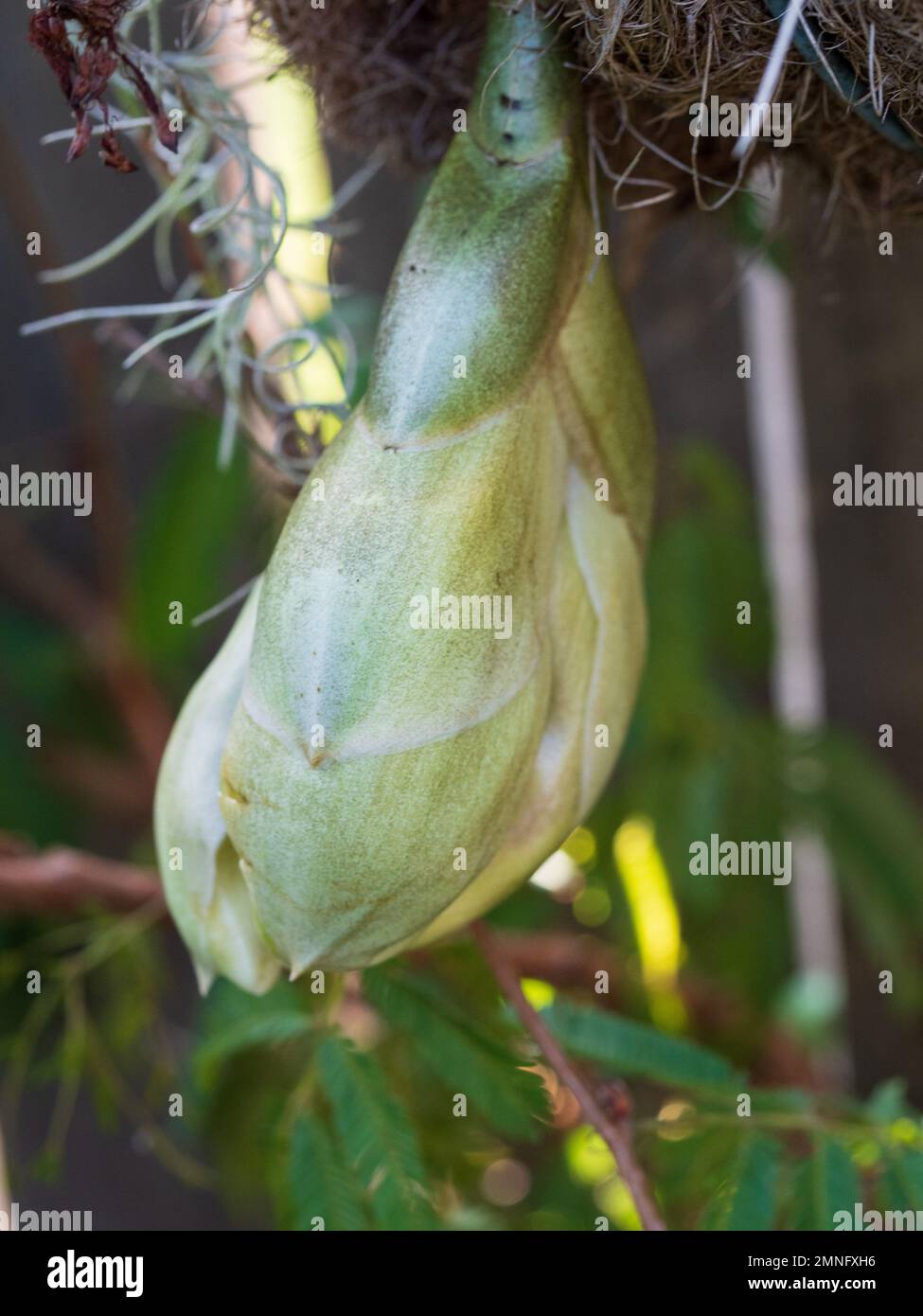 Upsidedown Orchid flower bud, Stanhopea Nigroviolacea, waiting the