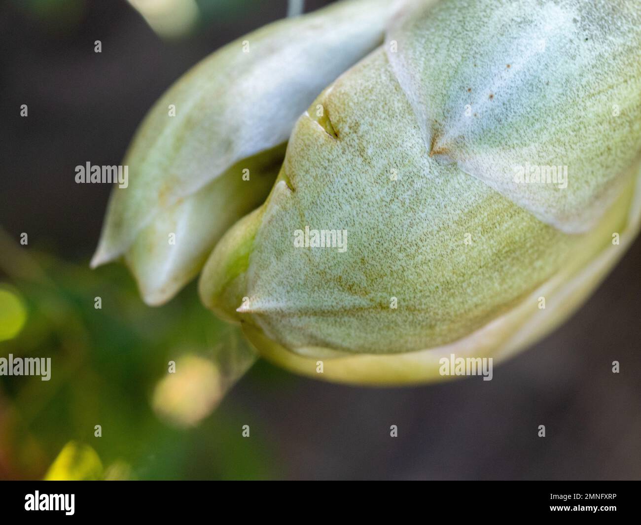 Upsidedown Orchid flower, multiple buds starting to open, Stanhopea