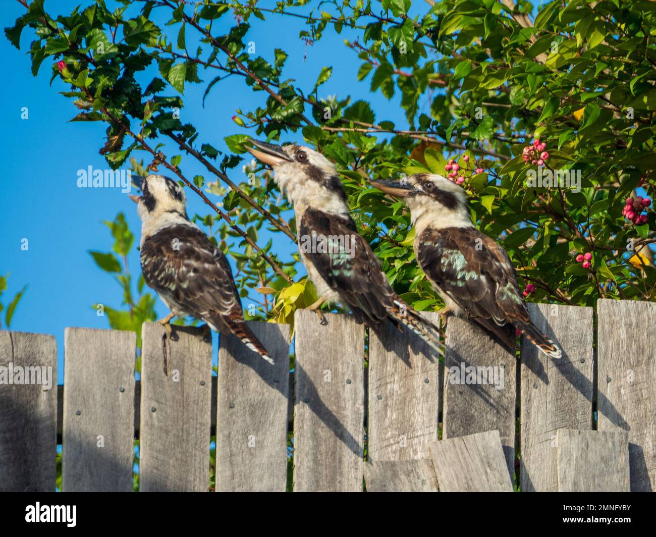 Three Kookaburras, Australian native birds, sitting on a fence laughing