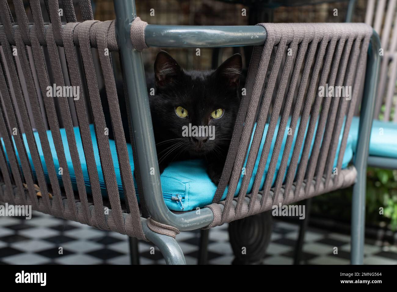 Black street cat sitting in cafe chair, Istanbul, Turkey Stock Photo