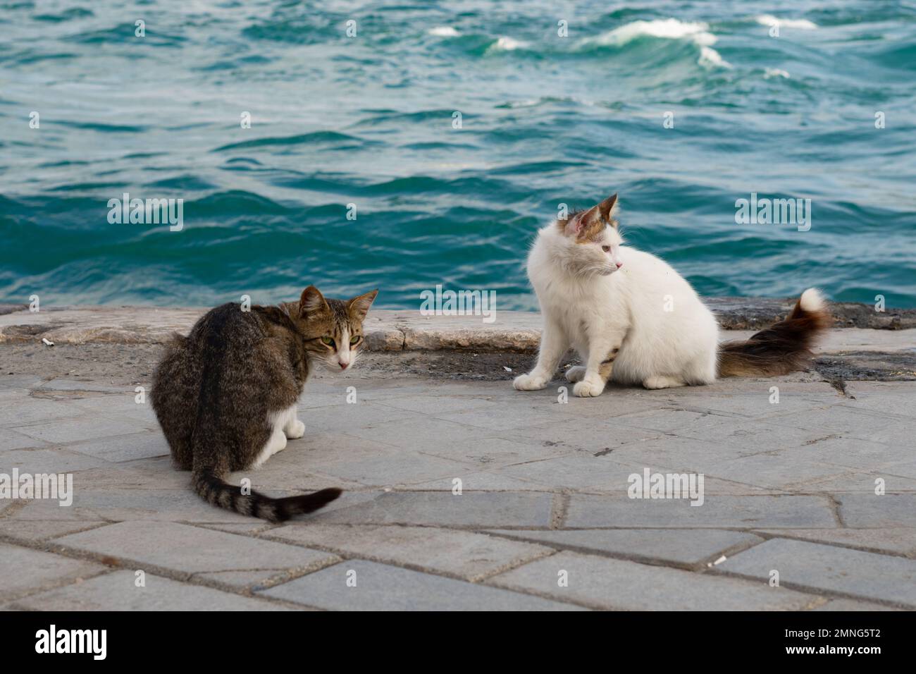 Karakoy waterfront cats, Istanbul, Turkey Stock Photo Alamy