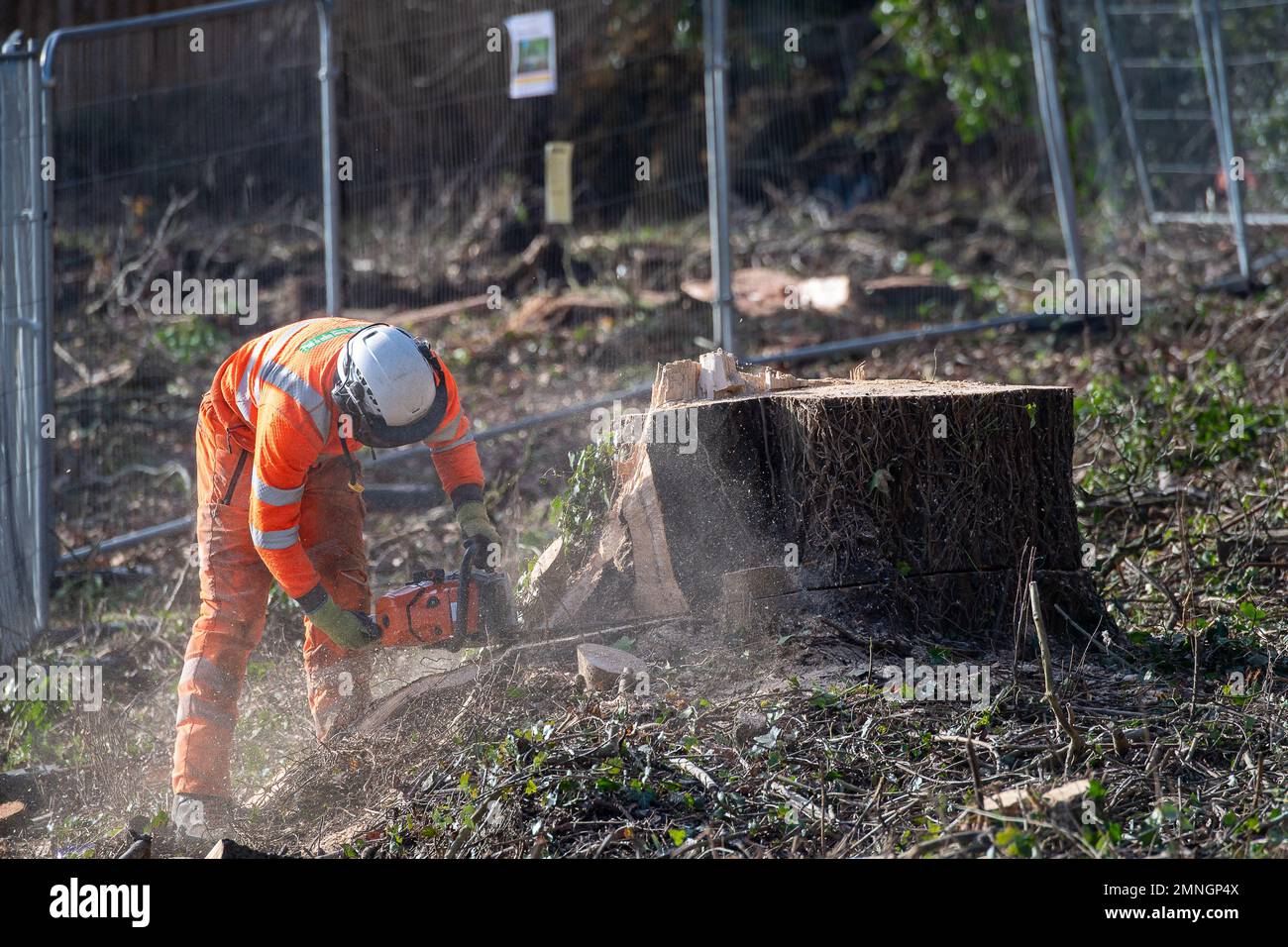 Hartwell, Aylesbury, UK. 30th January, 2023. HS2 have felled another