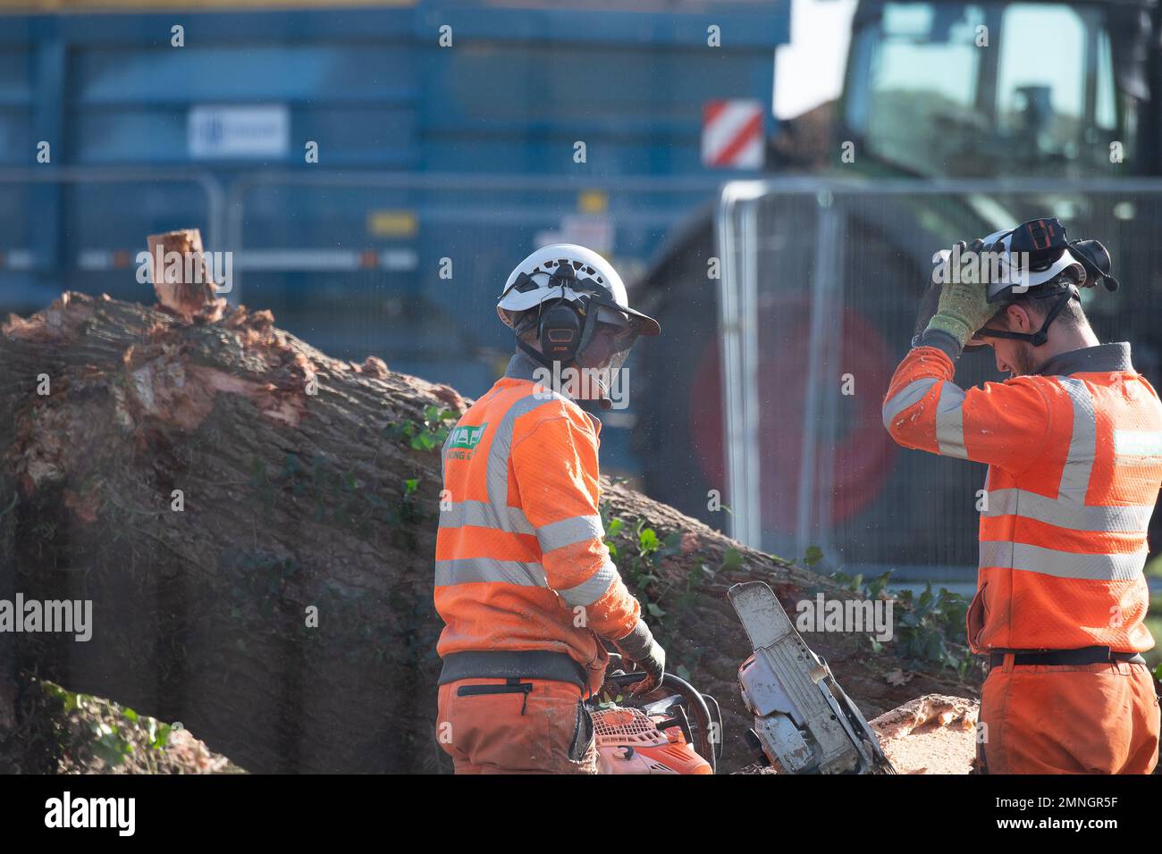 Hartwell, Aylesbury, UK. 30th January, 2023. HS2 have felled another