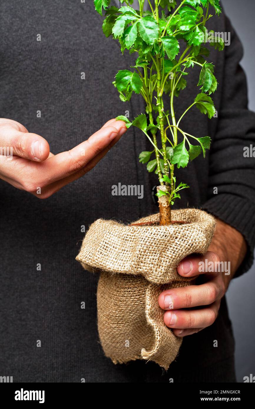 Young ivy plant in a plastic pot, is held in the hand with conceptual