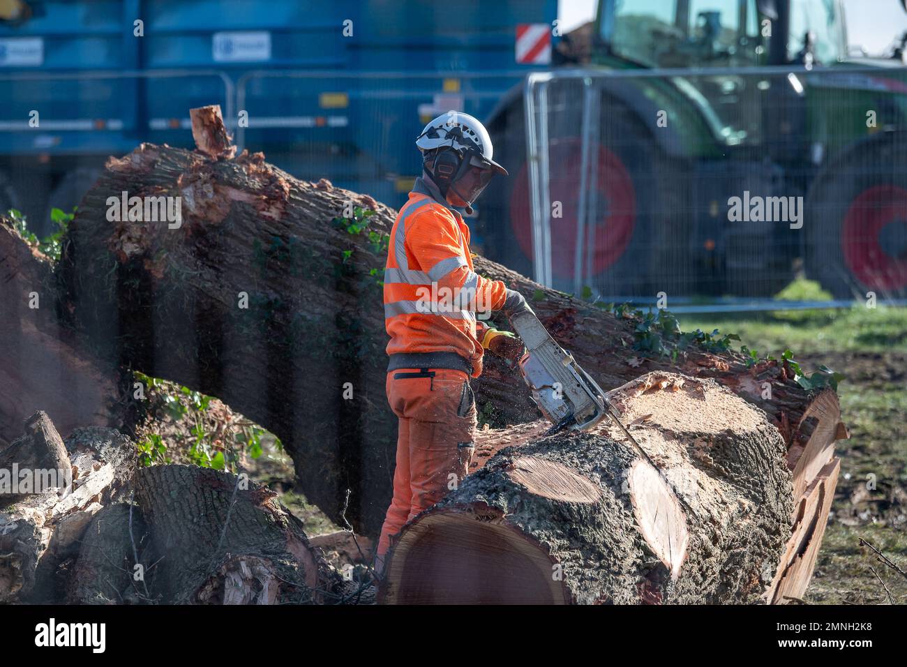 Hartwell, Aylesbury, UK. 30th January, 2023. HS2 have felled another
