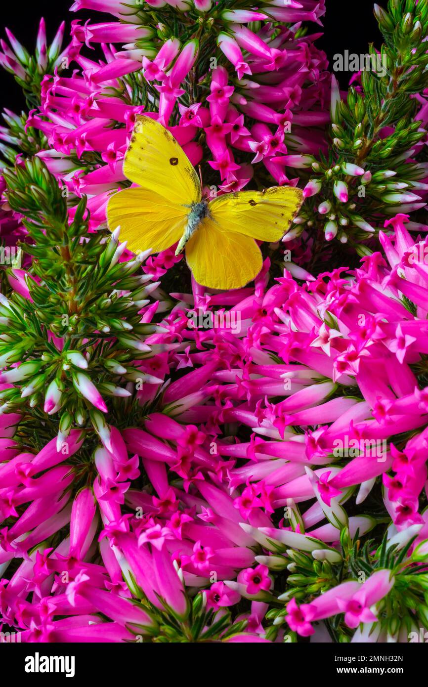 Pink Ventricosa And Yellow Butterfly Stock Photo