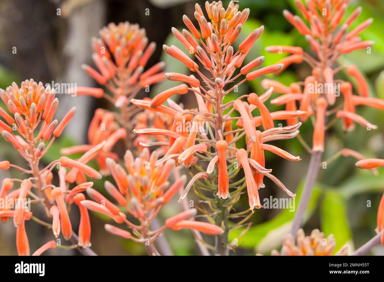 Flower Of The Penca Sabila, Or Aloe Vera - Asphodeloideae. Stock Photo