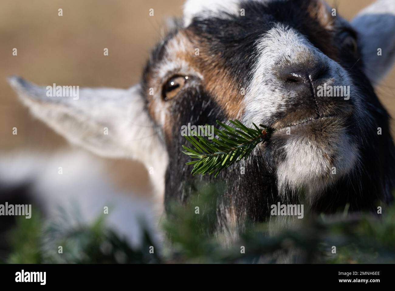A rescued goat eats donated Christmas tree in Mount Airy, Maryland, on Jan. 7, 2022. The goats