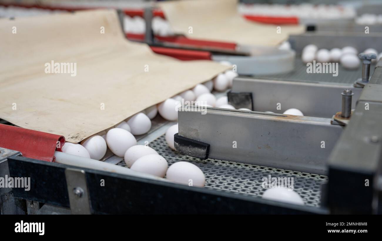 Poultry and egg grading facility hires stock photography and images Alamy