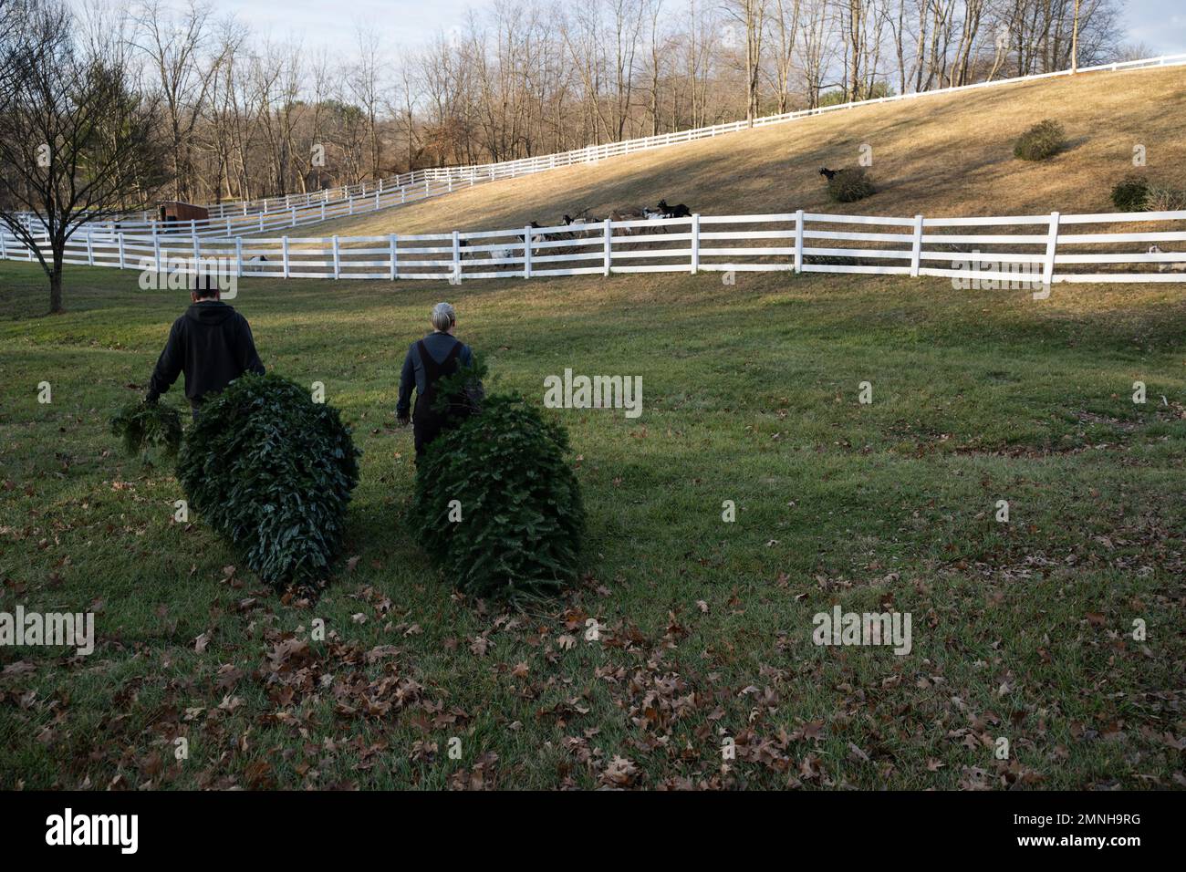 Goats on trees hires stock photography and images Alamy
