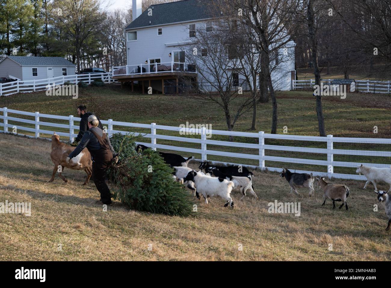 Goats eating christmas trees hires stock photography and images Alamy