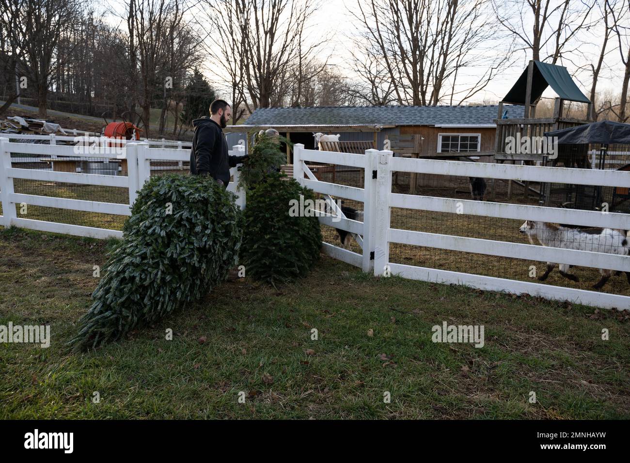 Rescued goats eat donated Christmas trees in Mount Airy, Maryland, on Jan. 7, 2022. The goats on
