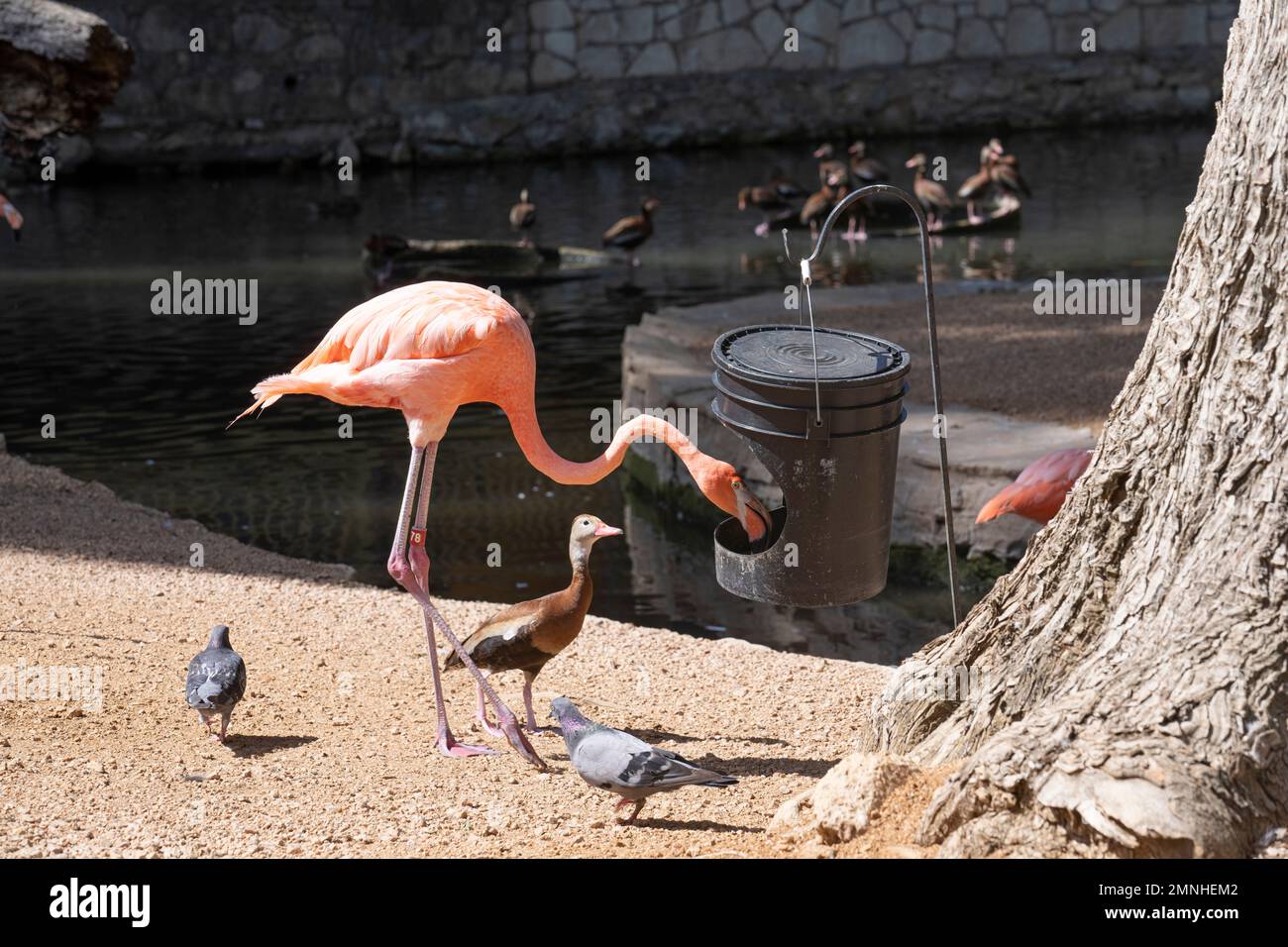 A flamingo at the San Antonio Zoo eats its foods and other wild birds