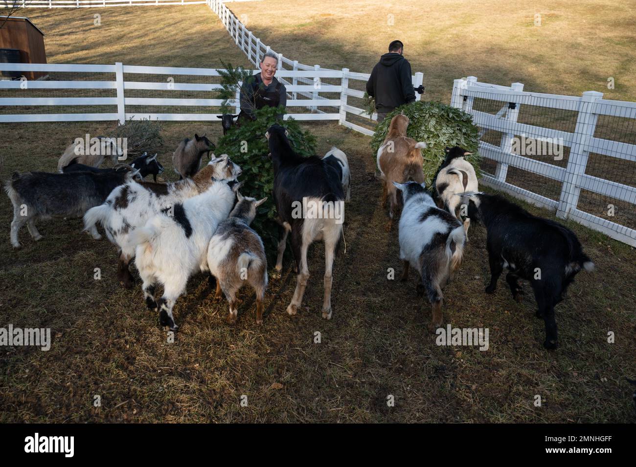 Snacking on a chrismtas tree hires stock photography and images Alamy