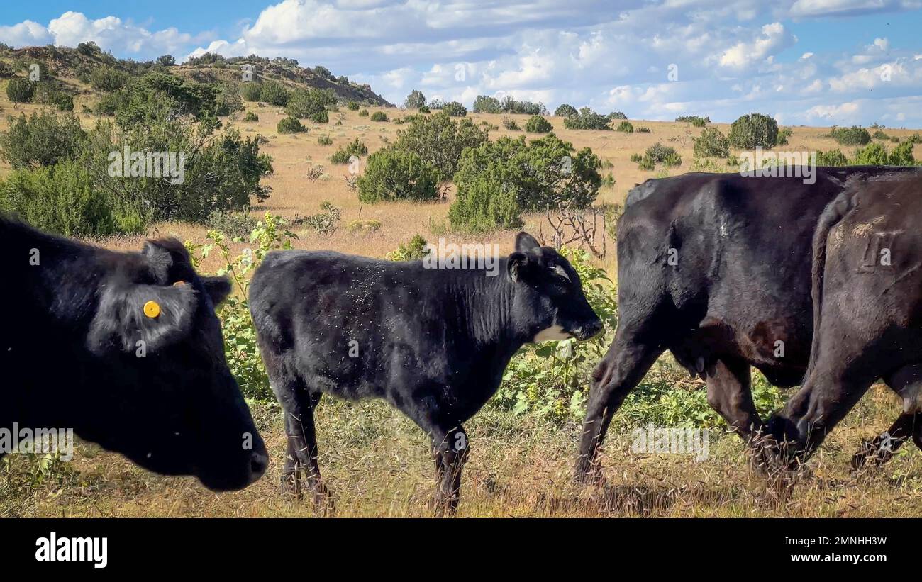 Cattle ranch new mexico hi-res stock photography and images - Alamy