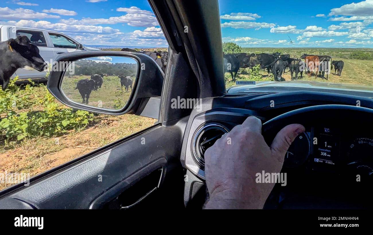 A rancher in his pick up truck drives through his ranch where cattle