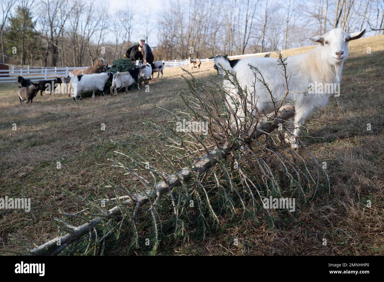 A rescued goat eats donated Christmas tree in Mount Airy, Maryland, on Jan. 7, 2022. The goats