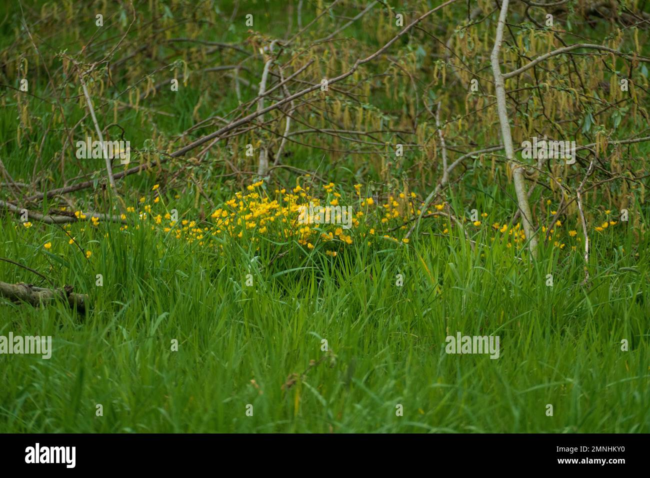 Hahnenfuss, Butterblume auf einer satten grünen Wiese im Frühjahr Stock Photo