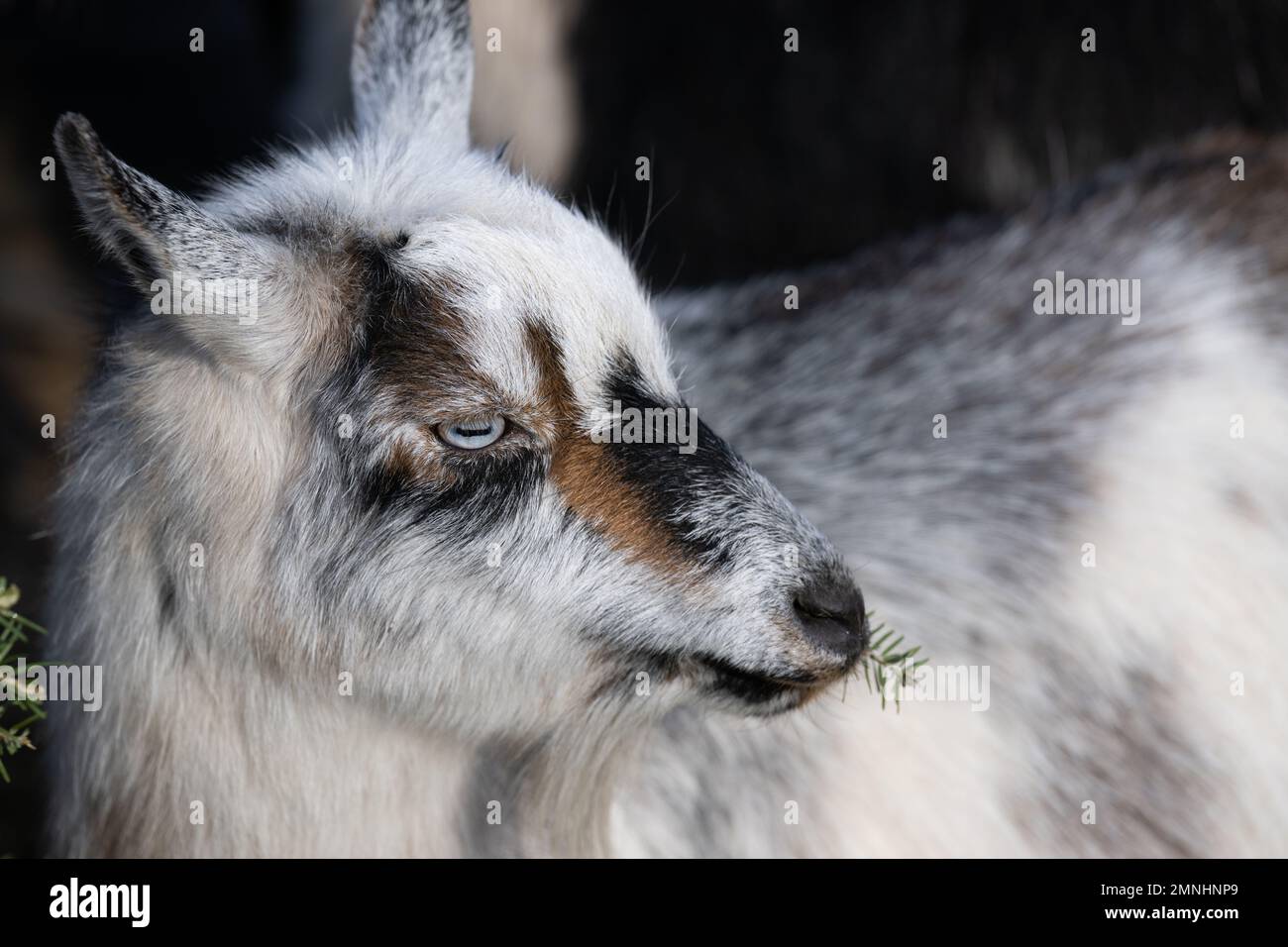 A rescued goat eats donated Christmas tree in Mount Airy, Maryland, on