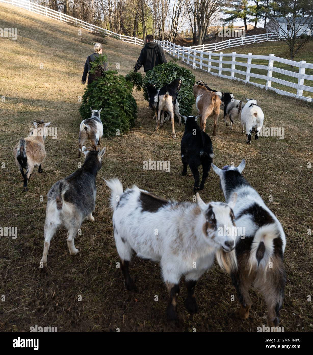 Rescued goats eat donated Christmas trees in Mount Airy, Maryland, on