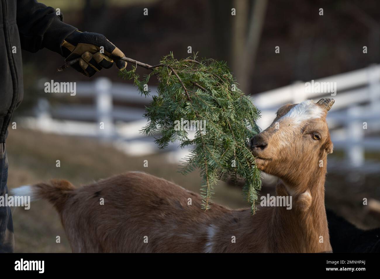 Goats eating christmas trees hires stock photography and images Alamy