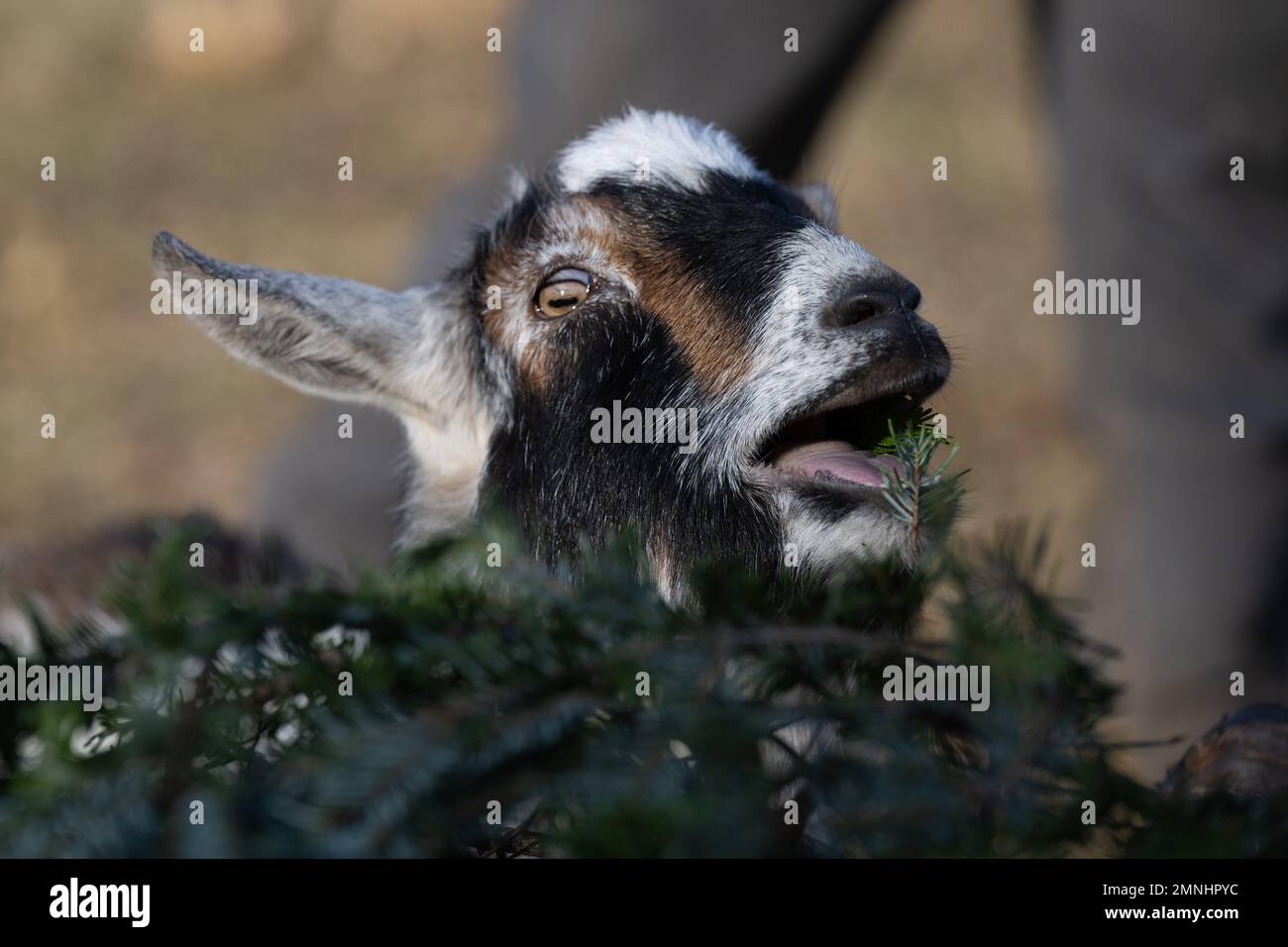 Goats eating christmas trees hires stock photography and images Alamy