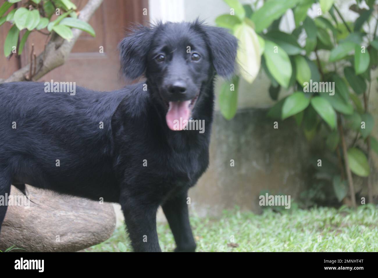 My pet Dogs, Labrador and Golden Retriever. Sri Lanka Stock Photo Alamy