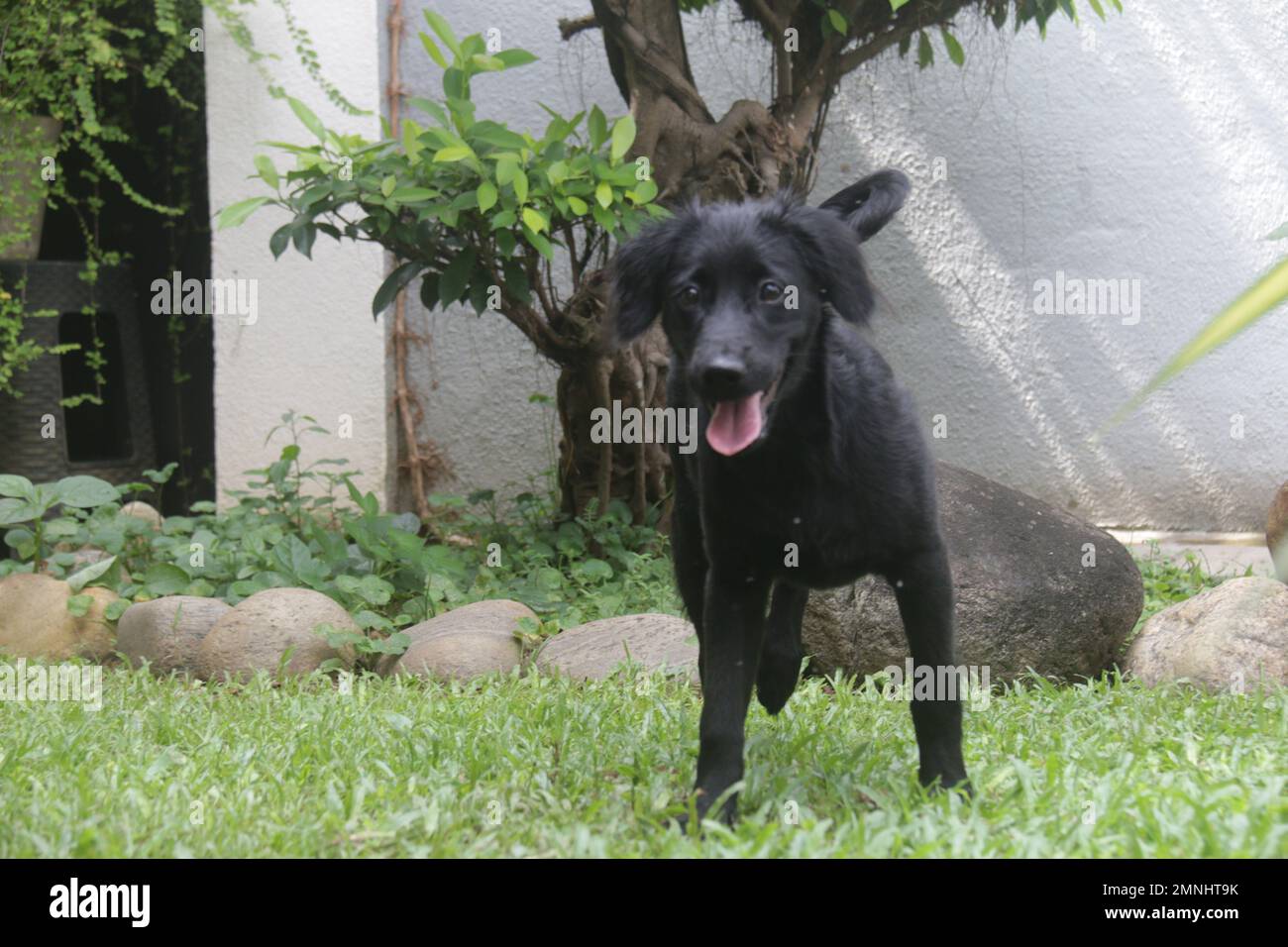 My pet Dogs, Labrador and Golden Retriever. Sri Lanka Stock Photo Alamy