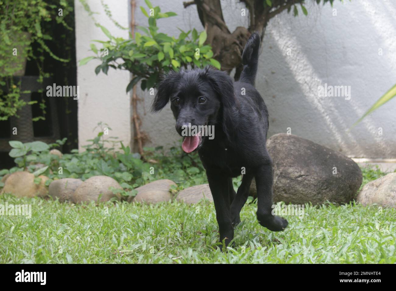 My pet Dogs, Labrador and Golden Retriever. Sri Lanka. Stock Photo
