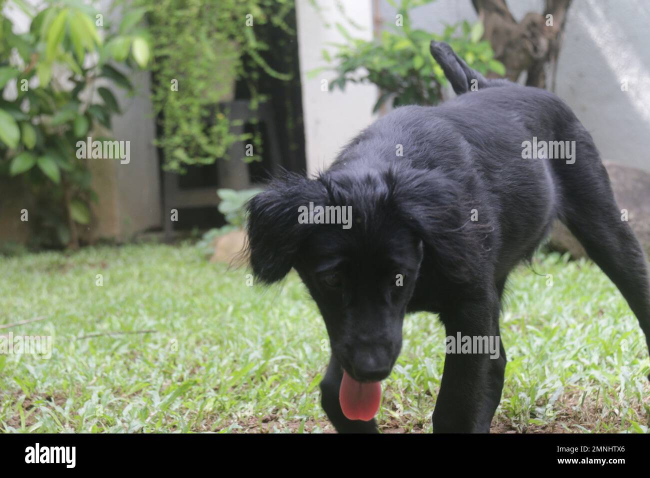 My pet Dogs, Labrador and Golden Retriever. Sri Lanka Stock Photo Alamy