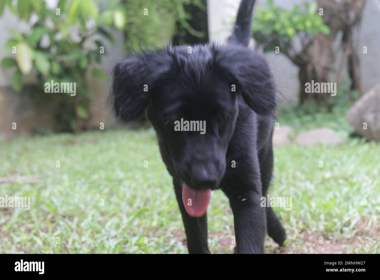 My pet Dogs, Labrador and Golden Retriever. Sri Lanka Stock Photo Alamy