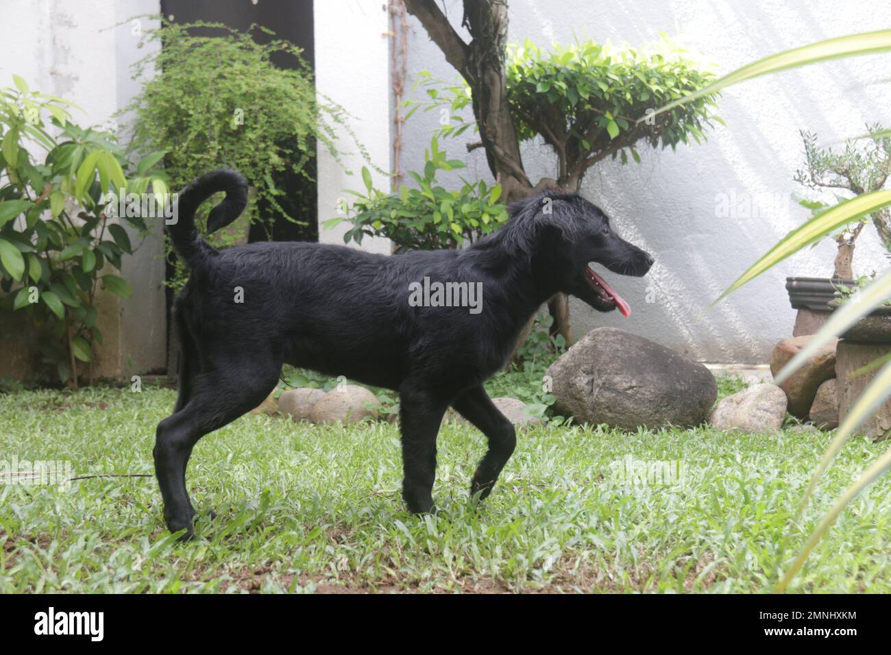 My pet Dogs, Labrador and Golden Retriever. Sri Lanka. Stock Photo