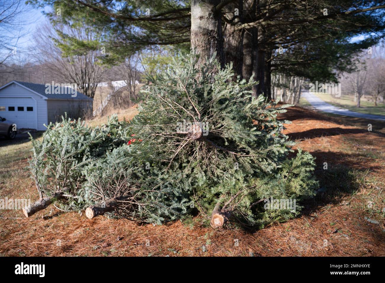 Donated recycled Christmas trees used for feeding rescued goats in
