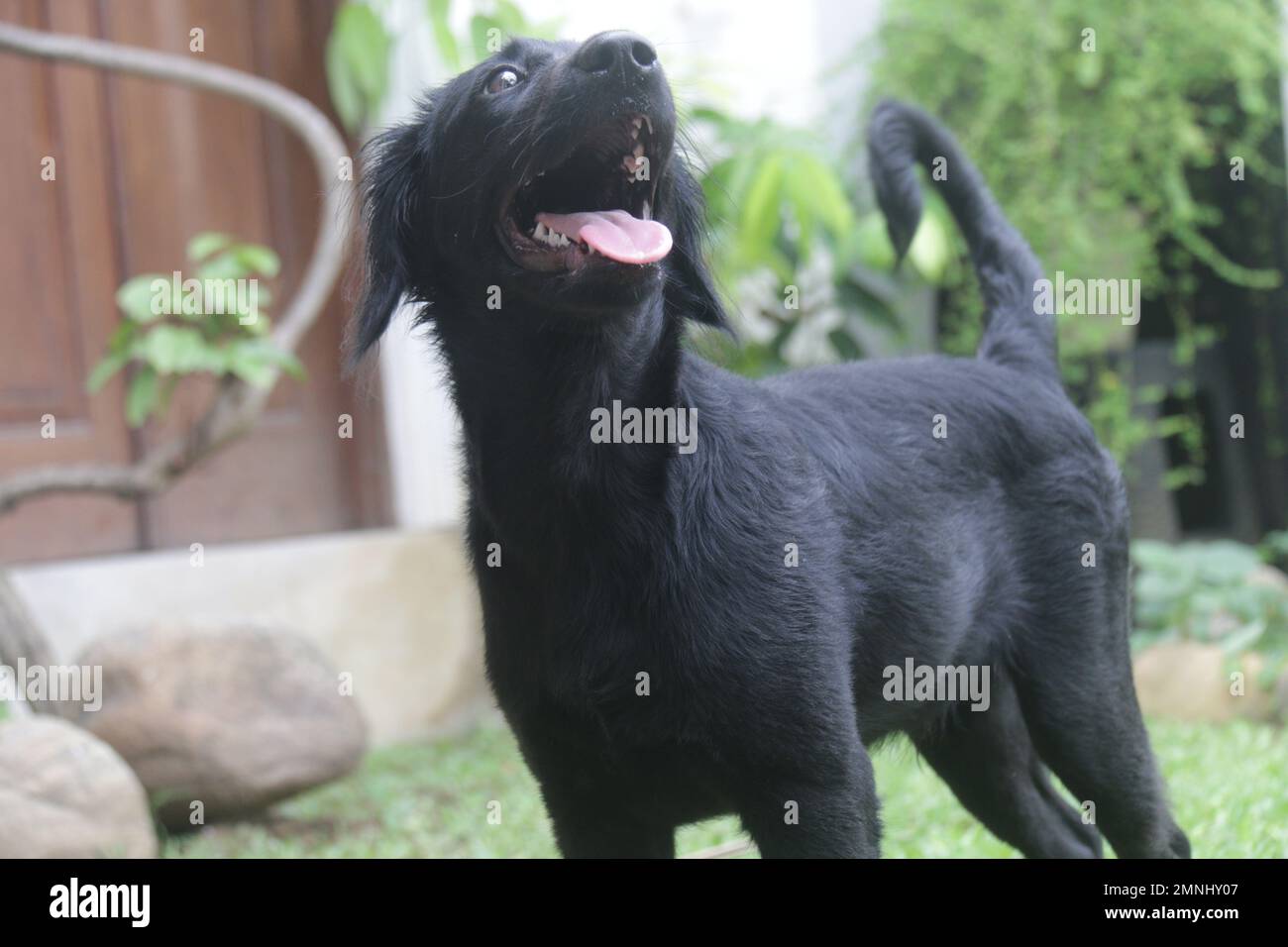 My pet Dogs, Labrador and Golden Retriever. Sri Lanka Stock Photo Alamy