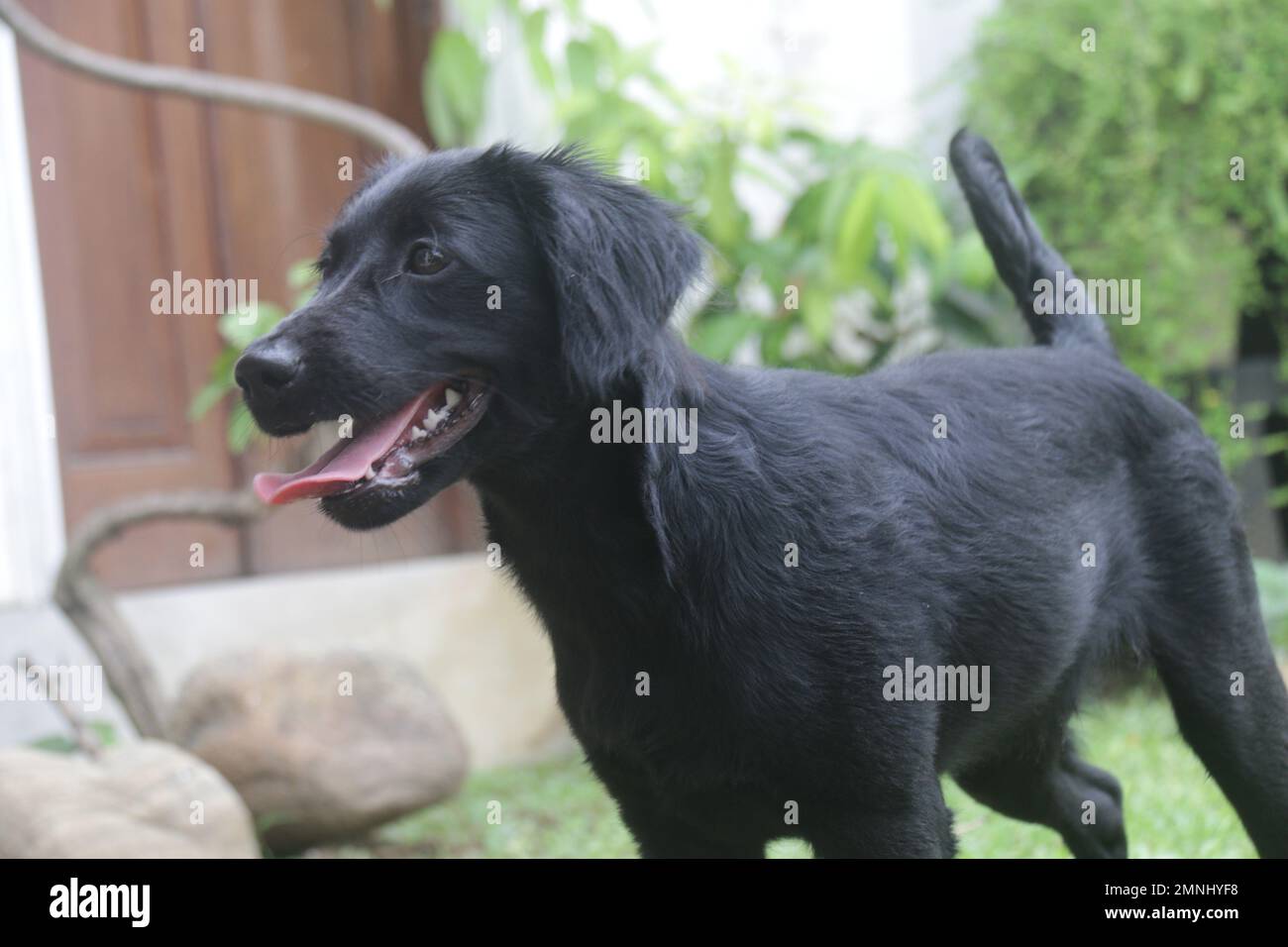 My pet Dogs, Labrador and Golden Retriever. Sri Lanka Stock Photo Alamy