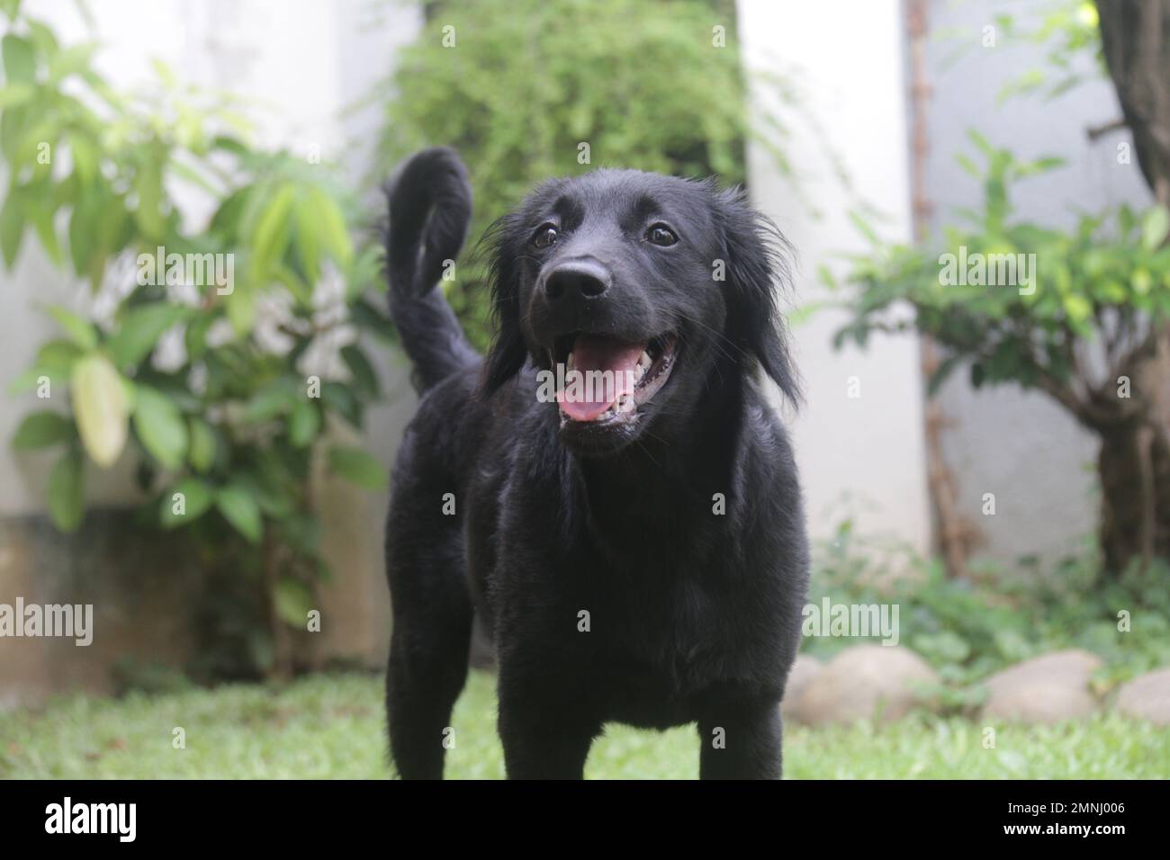 My pet Dogs, Labrador and Golden Retriever. Sri Lanka Stock Photo Alamy