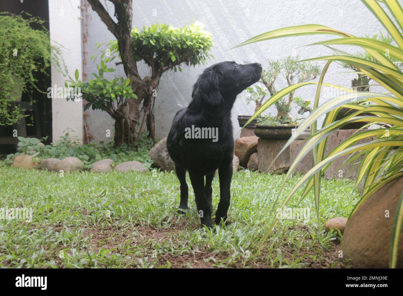 My pet Dogs, Labrador and Golden Retriever. Sri Lanka Stock Photo Alamy