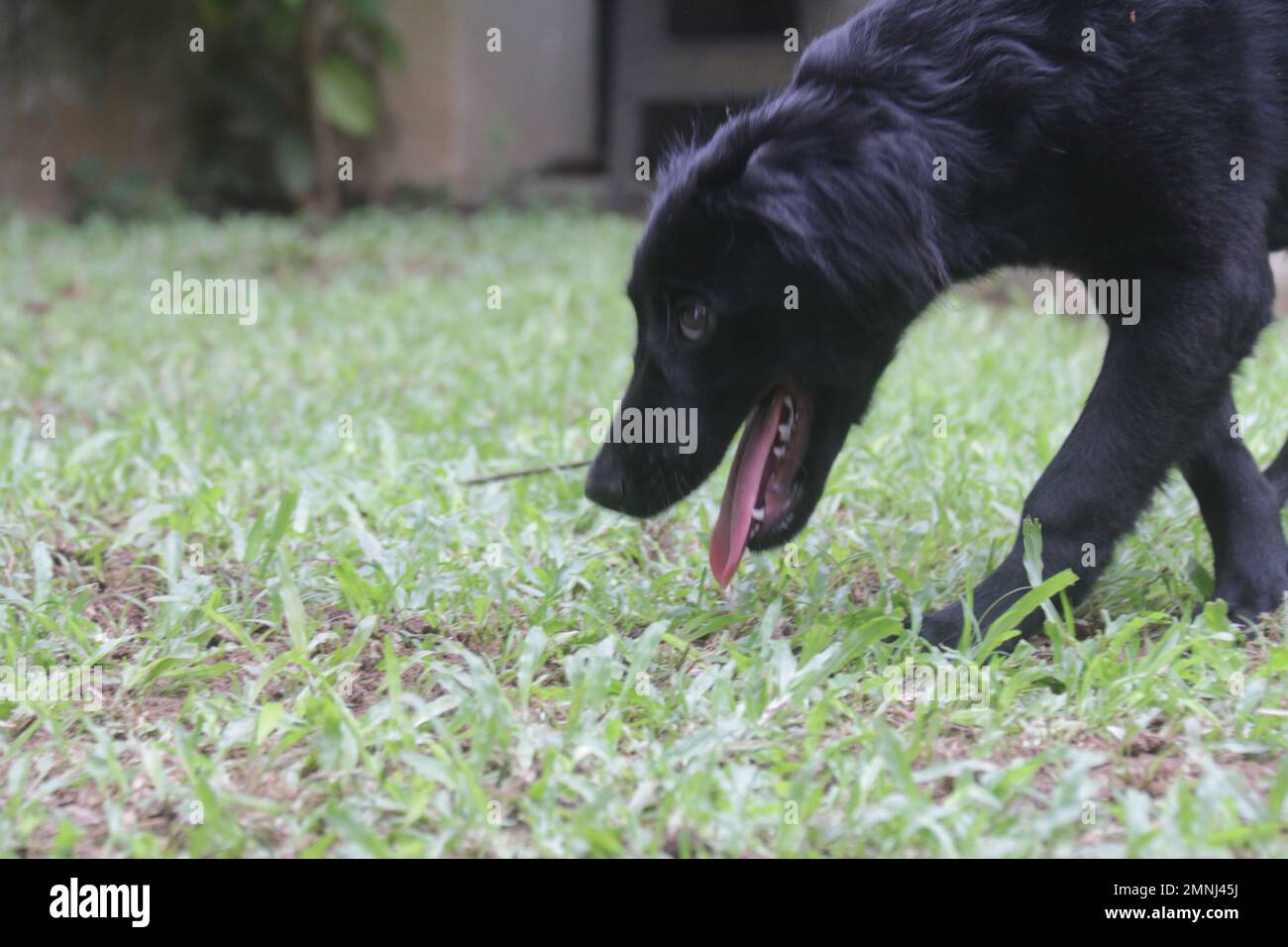 My pet Dogs, Labrador and Golden Retriever. Sri Lanka Stock Photo Alamy