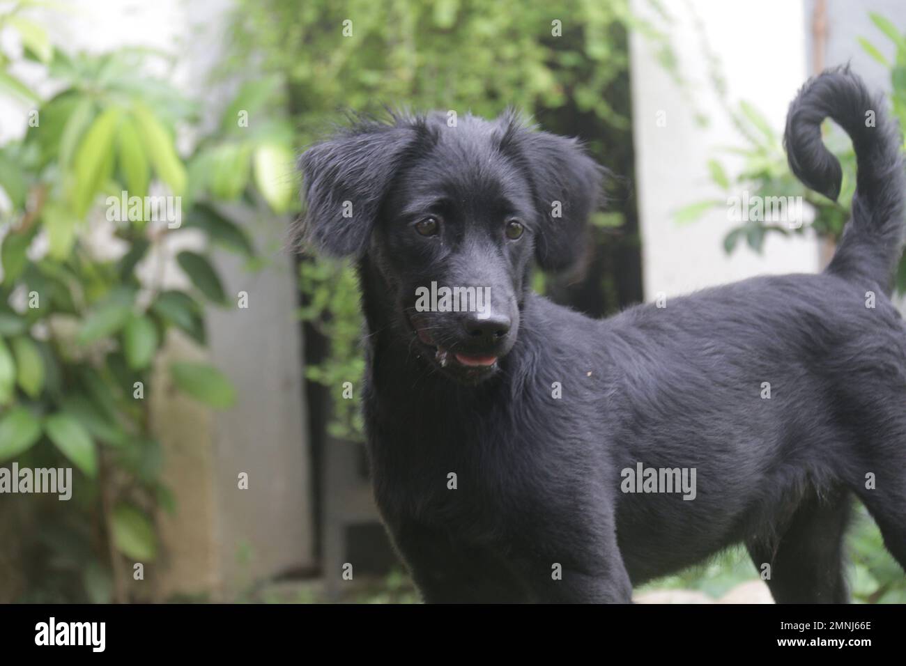 My pet Dogs, Labrador and Golden Retriever. Sri Lanka Stock Photo Alamy