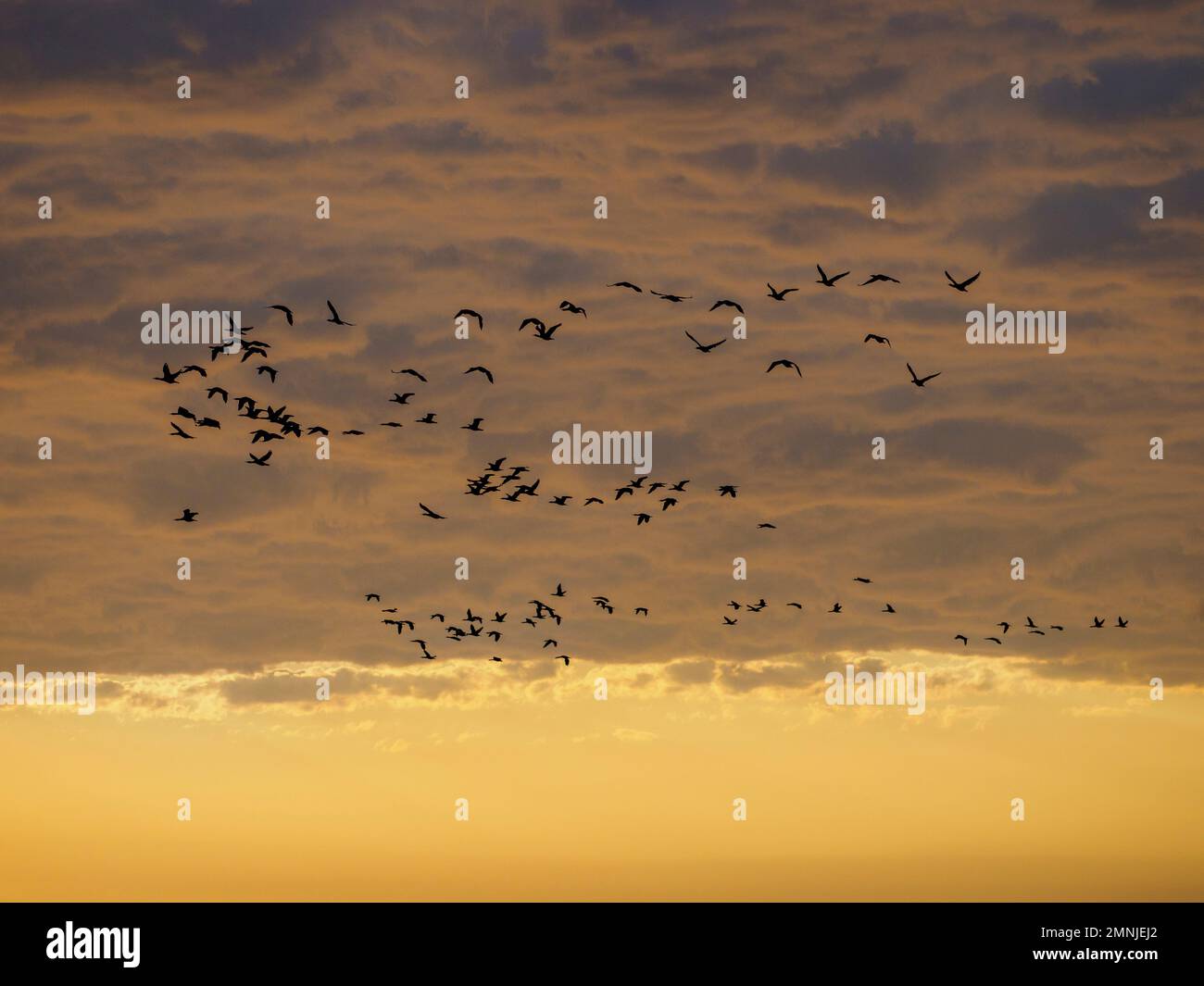 Clouds birds hi-res stock photography and images - Alamy