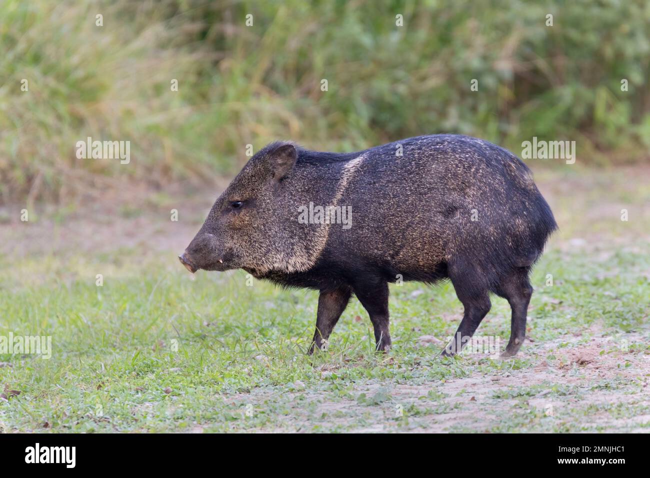 The collared peccary (Dicotyles tajacu) at  Bentsen-Rio Grande Valley State Park, Texas Stock Photo