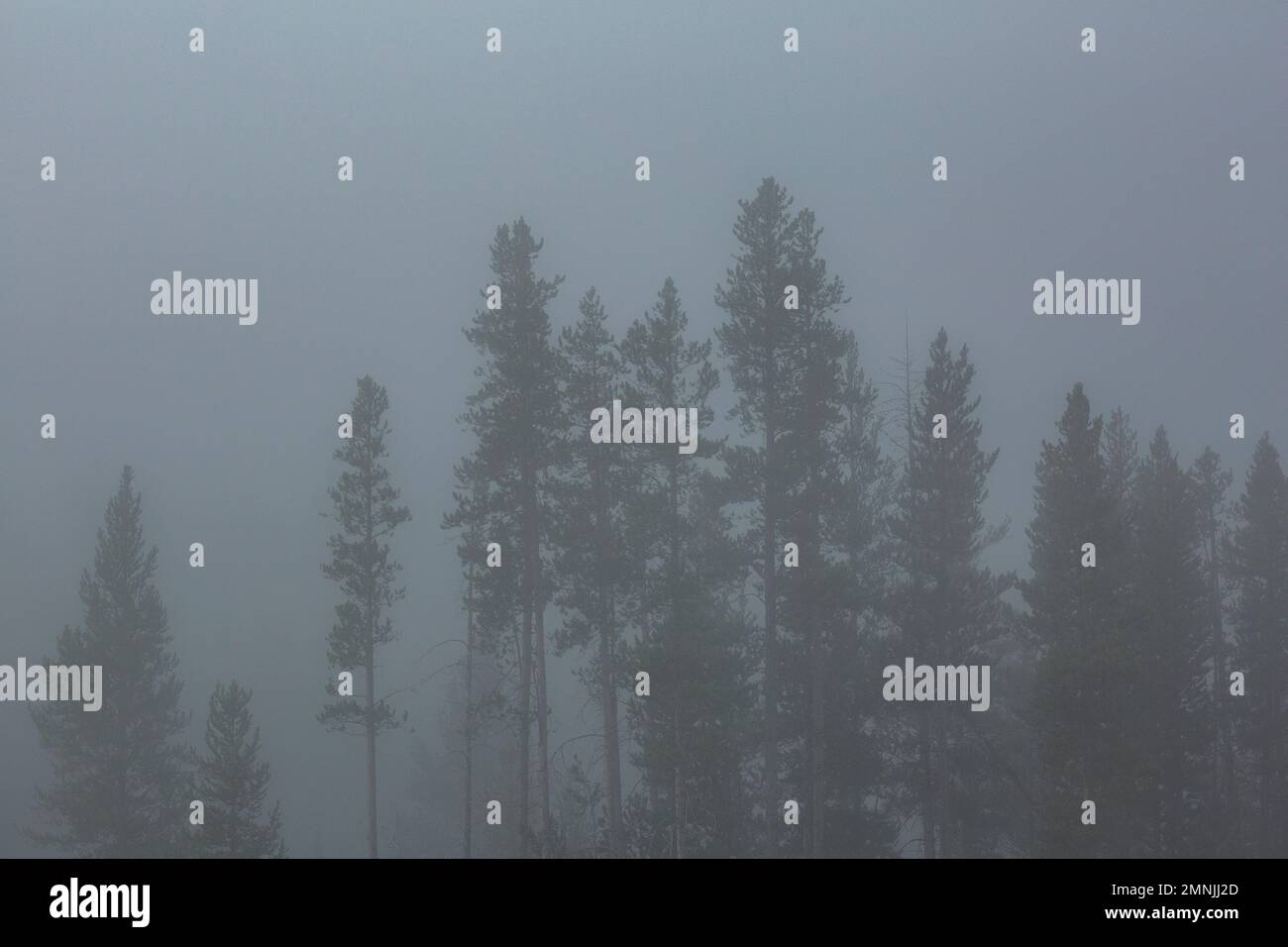 Fog silhouette hi-res stock photography and images - Alamy