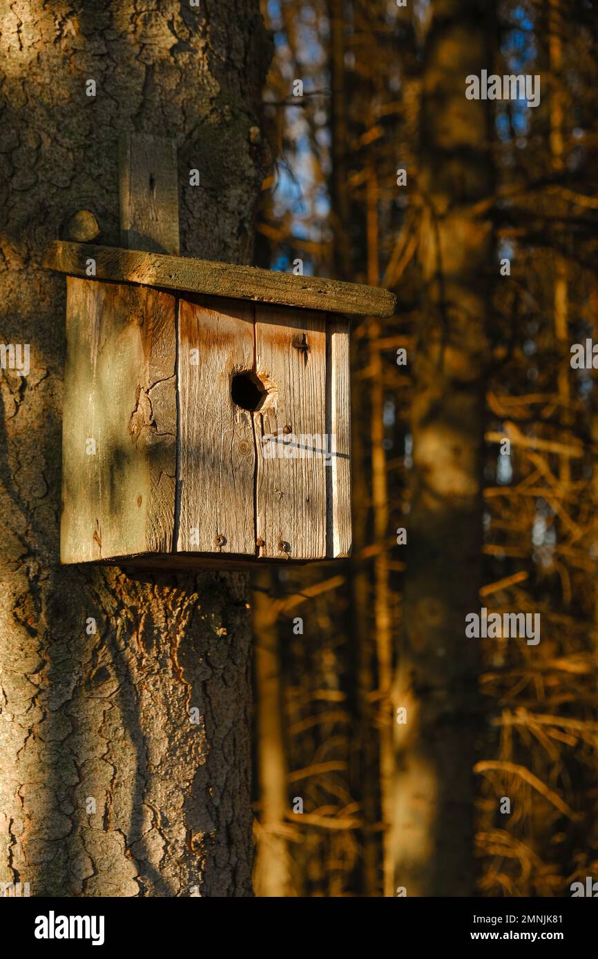 birdhouse on a tree in a spring park.House for birds. Bird care Stock Photo