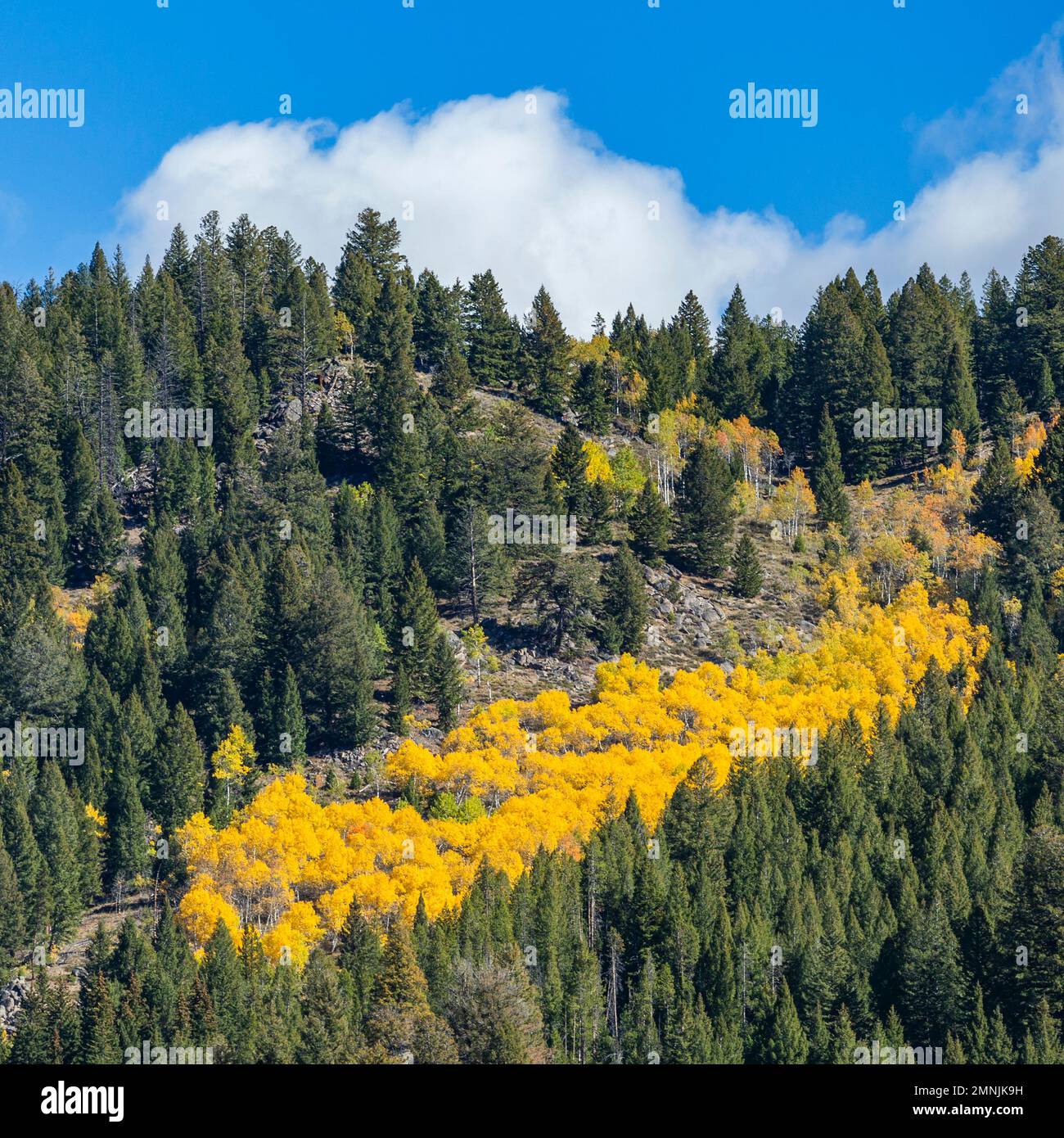 USA, Idaho, Stanley, Fall colors in trees at mountains Stock Photo