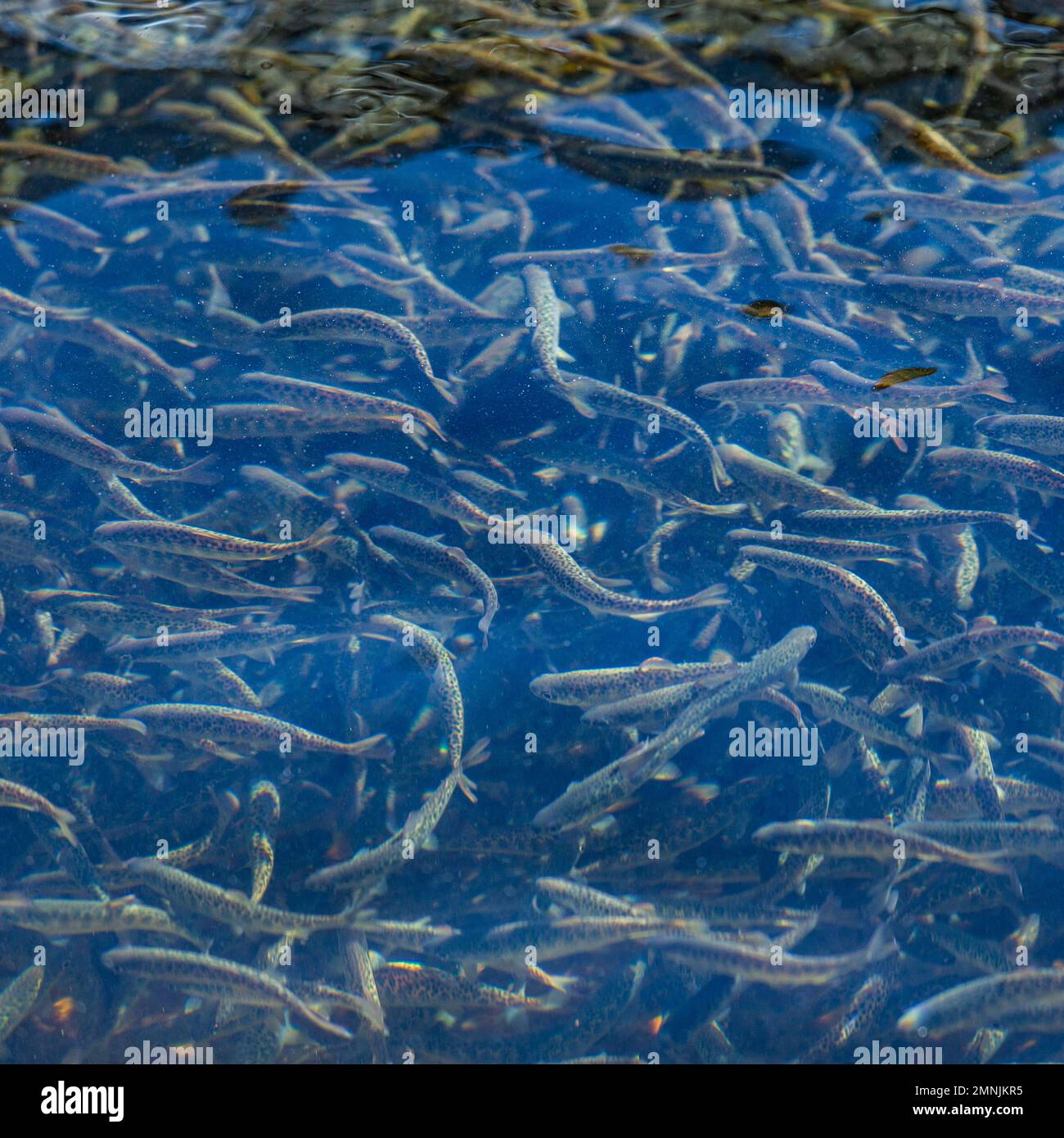 Immature trout in fish hatchery ponds Stock Photo Alamy
