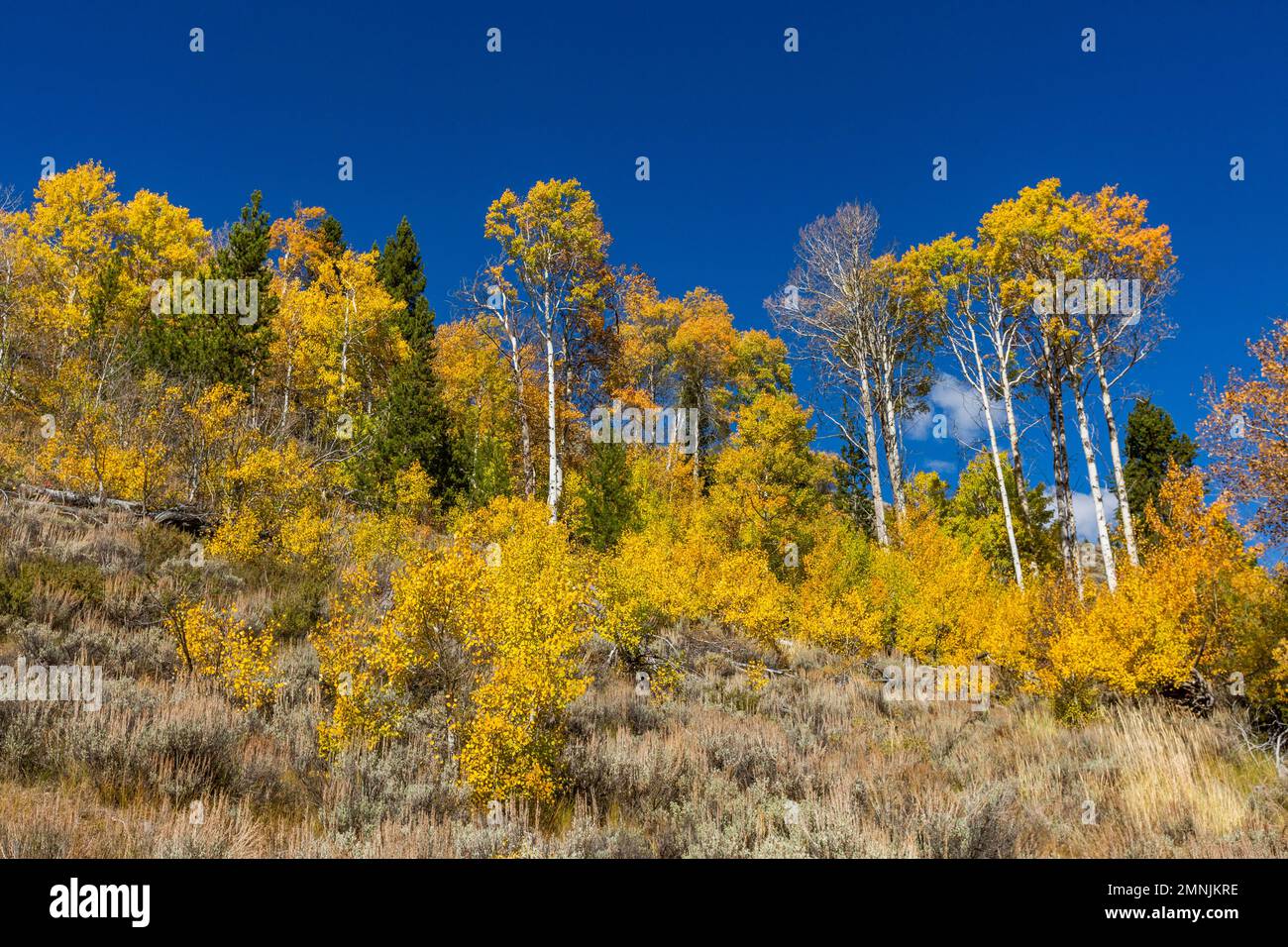 USA, Idaho, Stanley, Yellow leaves on trees in mountains at autumn Stock Photo