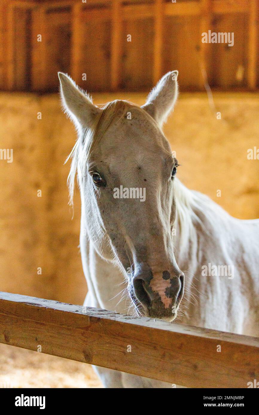 Stallion in stable looking at camera Stock Photo - Alamy