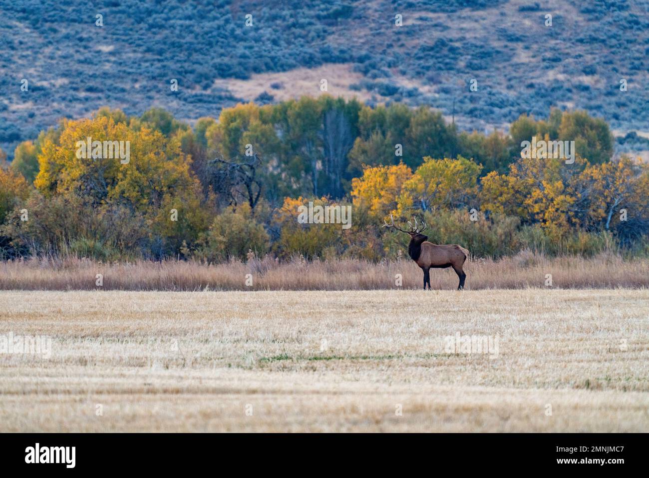 USA, Idaho, Bellevue, Bull Elk looks across cut field Stock Photo Alamy