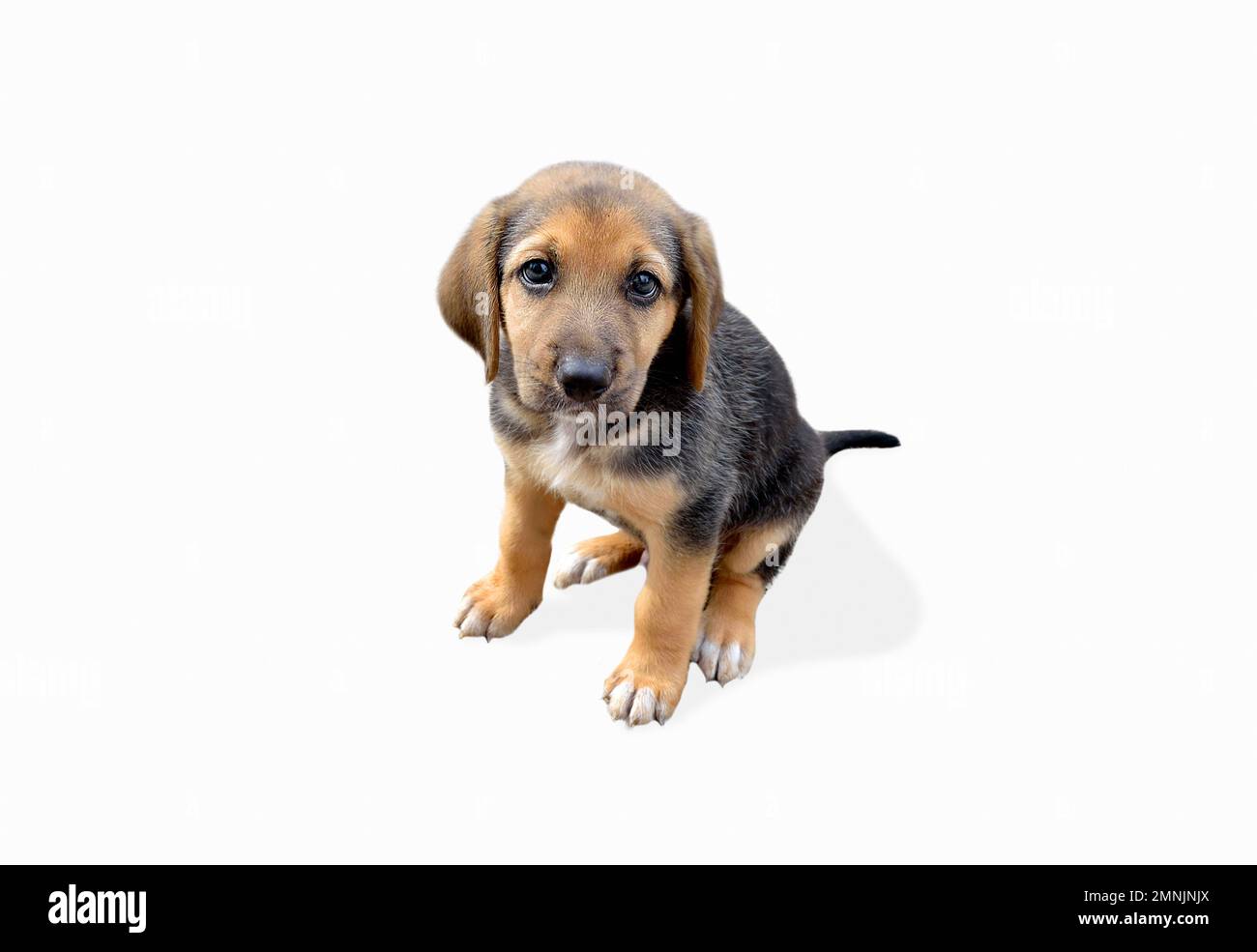 Cute dog with leash isolated on white background Stock Photo - Alamy
